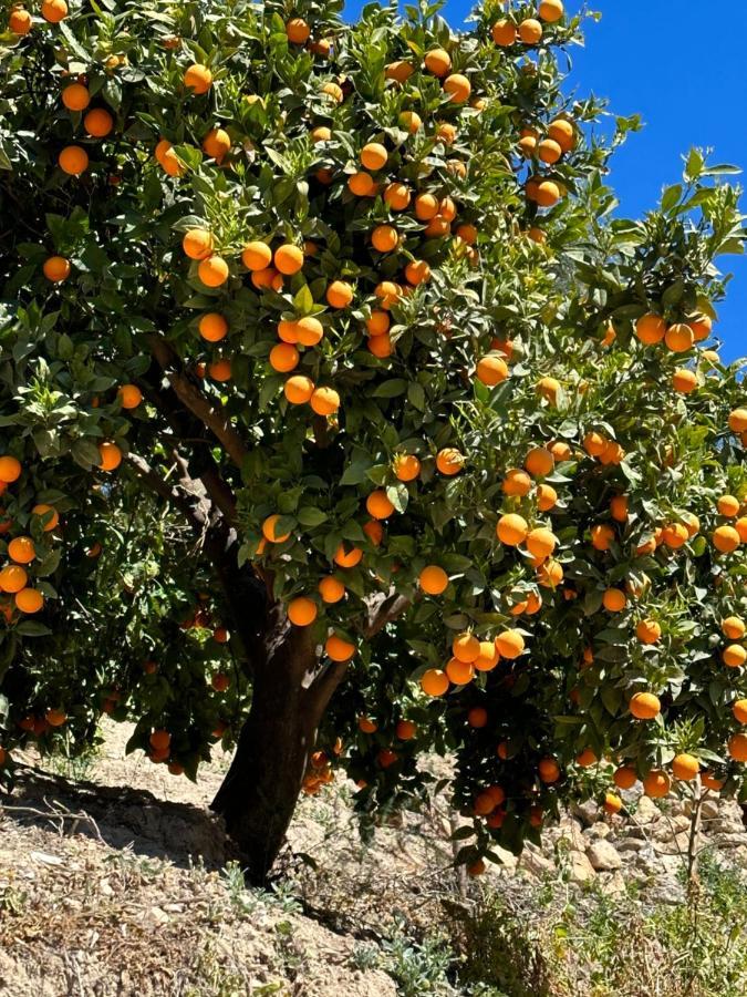 مبيت وإفطار Albuñuelas Cortijo El Pino Retreat المظهر الخارجي الصورة