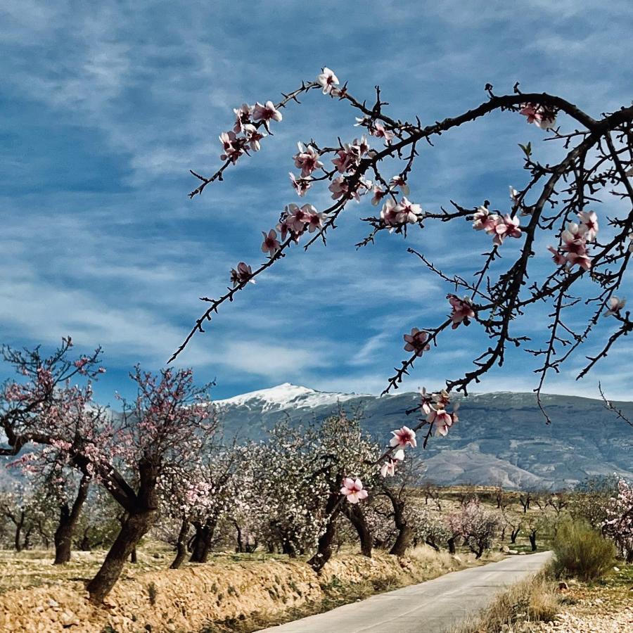 مبيت وإفطار Albuñuelas Cortijo El Pino Retreat المظهر الخارجي الصورة